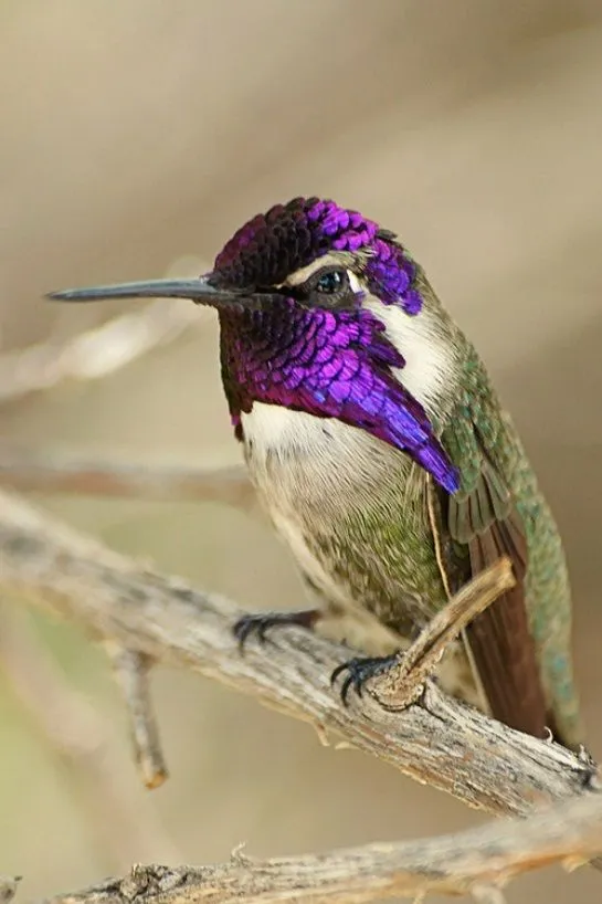 Curiosidades del Mundo: Aves hermosas e increíbles del Mundo.