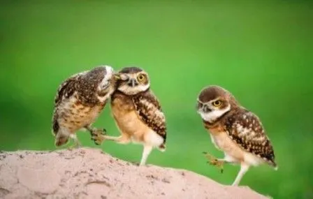 Curiosidades del Mundo: Fotos de los Animales más graciosos del Mundo.