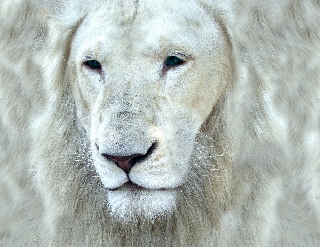 Curiosidades del Mundo: Fotos del extraño León Blanco (Panthera ...