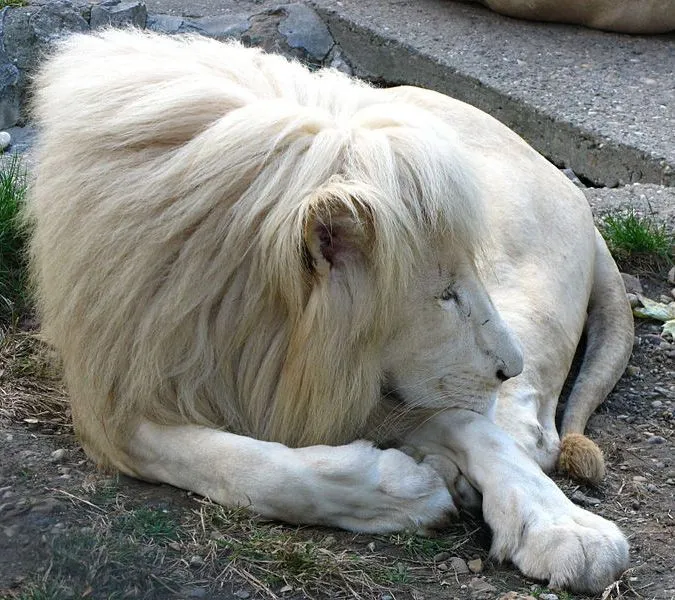 Curiosidades del Mundo: Fotos del extraño León Blanco (Panthera ...