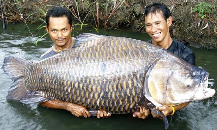 Curiosidades del Mundo: Fotos e imágenes de peces raros gigantes ...