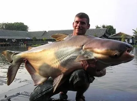 Curiosidades del Mundo: Fotos e imágenes de peces raros gigantes ...