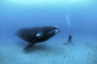 Curiosidades del Mundo: Fotos increíbles de animales asombrosos.