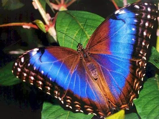 Curiosidades del Mundo: La increíble mariposa morpho menelaus azul.