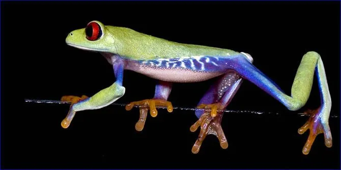 Curiosidades del Mundo: Increíbles fotos de ranas y sapos de colores.