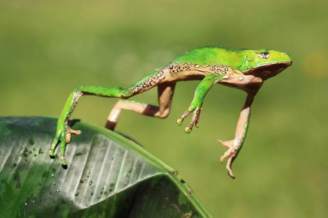 Curiosidades del Mundo: Increíbles fotos de ranas y sapos de colores.