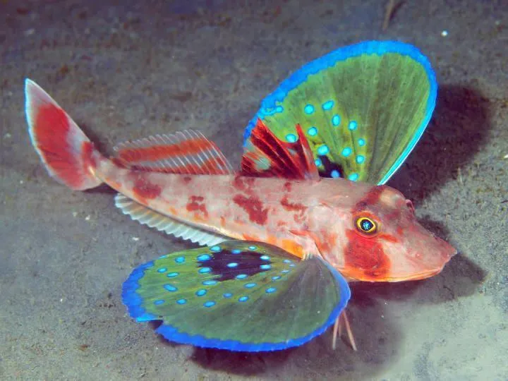 Curiosidades del Mundo: El sorprendente Pez Mariposa de Mar. The ...