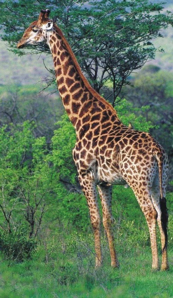 Curiosidades del reino animal: Jirafa, el animal terrestre mas ...