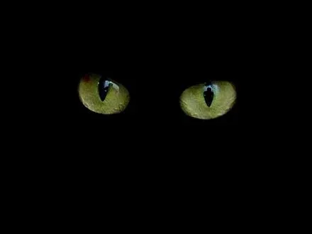 Curiosidades del reino animal: Los ojos de los felinos brillan en ...