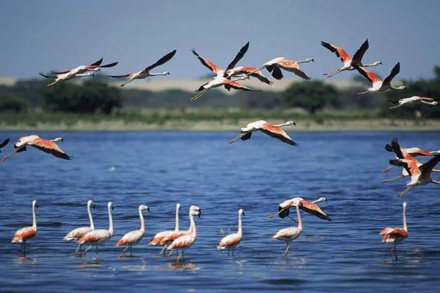 Curiosos animales los flamencos - Blogcurioso