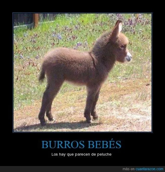 curiosos BURROS BEBÉS – Los hay que parecen de peluche « Día a Día