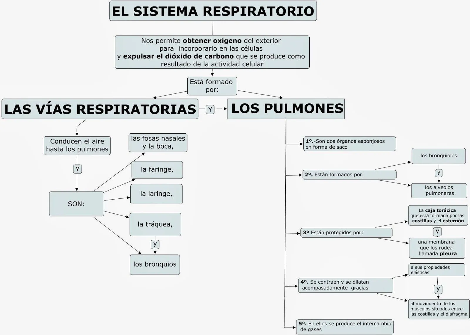 CURSO 6º CEP CERVANTES: ESQUEMAS APARATO RESPIRATORIO Y CIRCULATORIO