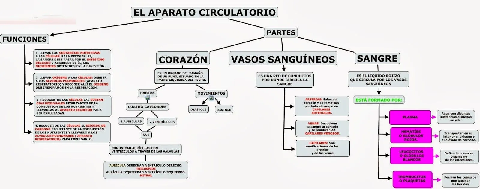 CURSO 6º CEP CERVANTES: ESQUEMAS APARATO RESPIRATORIO Y CIRCULATORIO