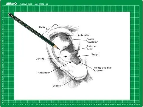 CURSO de dibujo a lápiz Cap. 11 "La oreja de frente" - YouTube