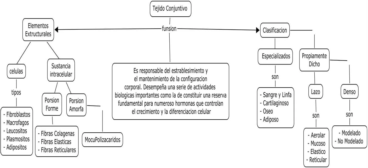 Curso de Histologia_odontologia: Tejido conectivo laxo