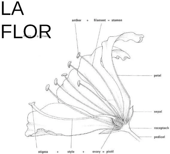 CURSO DE PLANTAS 2 : LA FLOR | monitorizacion