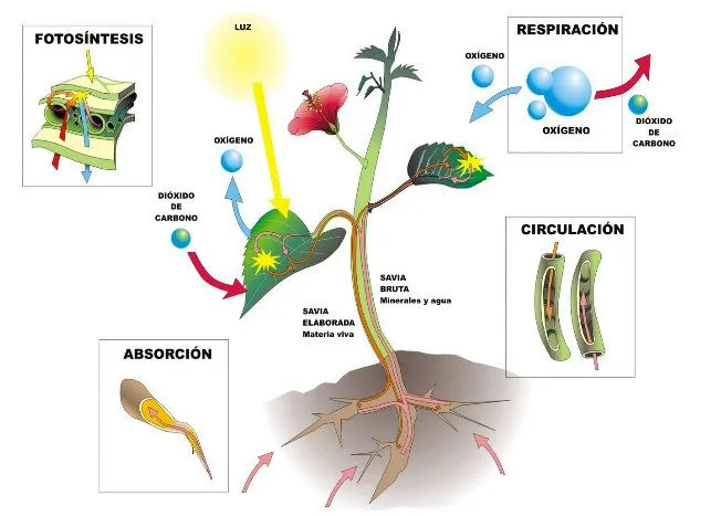 CURSO DE PLANTAS 1 | monitorizacion