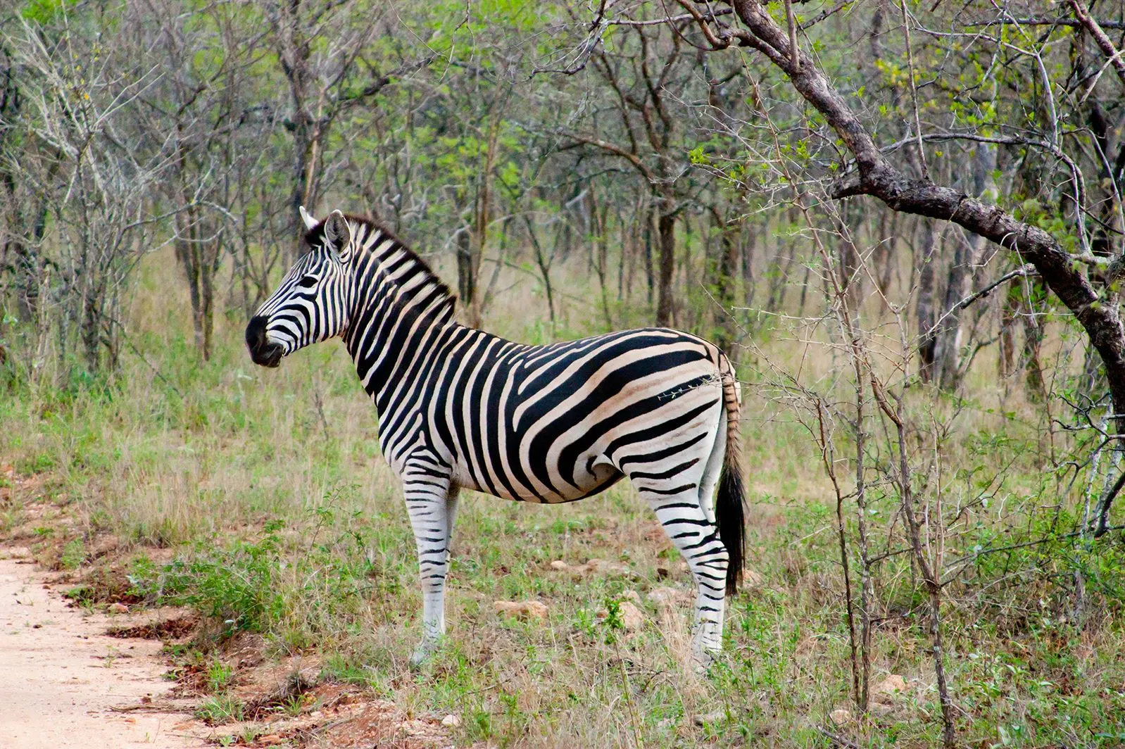 Animales salvajes en África - Imagui