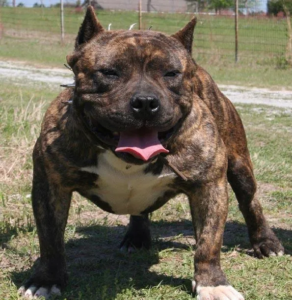 cute-american-bully-wallpaper.jpg