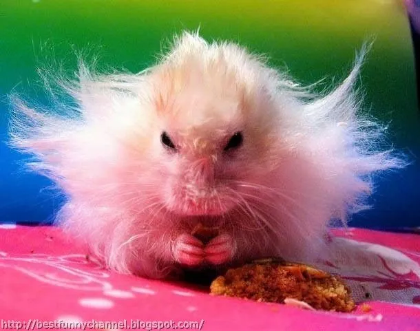 Cute and funny pictures of animals 65. Hamsters.