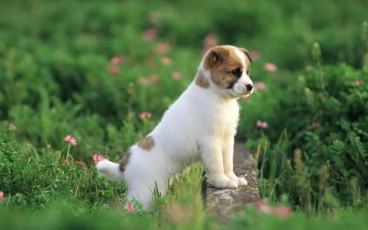 cute animals | Cute Dog hd wallpaper | HD Wallpapers 1080p | cute(=