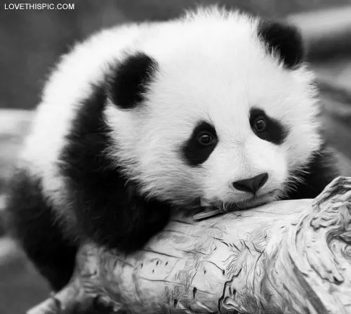 Cute Panda Pictures, Photos, and Images for Facebook, Tumblr ...