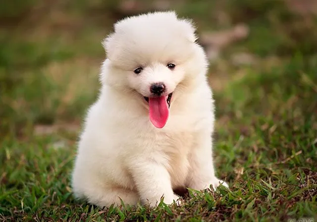 Cute Photographs of Puppies | Incredible Snaps