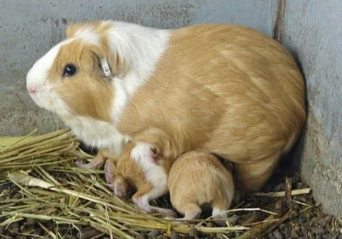 crianza de cuyes conejos y mascotas