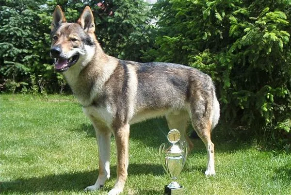 Czechoslovak Wolfdog side view photo and wallpaper. Beautiful ...