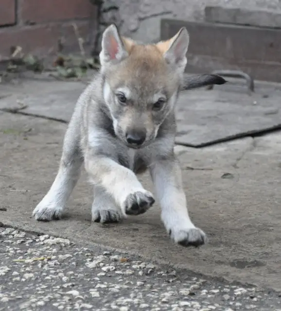 Czechoslovakian Wolfdog Info, Temperament, Training, Puppies, Pictures