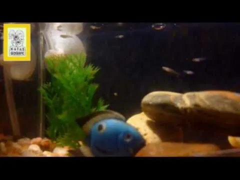 Dagma y CVC analizan agua del río Cali por muerte de peces ...