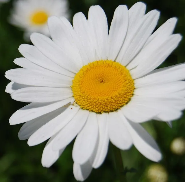 Daisy | Flickr - Photo Sharing!