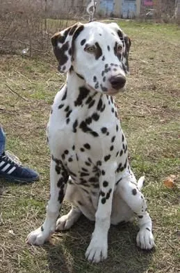 dalmata: noviembre 2008