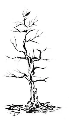 Arbol sin hojas dibujo - Imagui