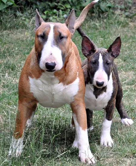Daphne the Bull Terrier | Puppies | Daily Puppy