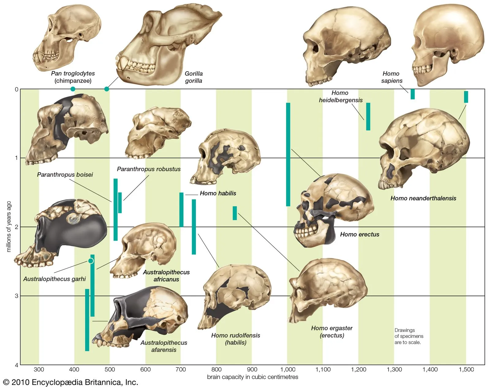 darwin:el padre de la evolución: Teoria darwiniana de la evolucion