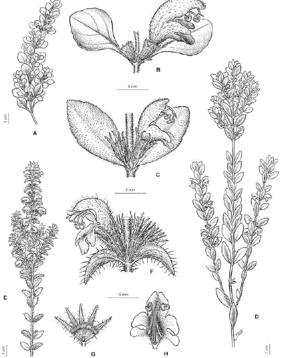 Darwiniana, nueva serie - Las especies argentinas de Glechon ...