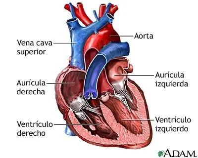 Corazon animado latiendo - Imagui