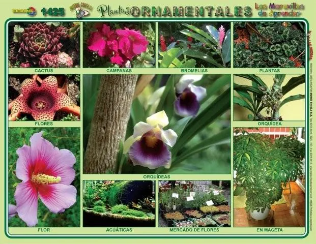 Datoonz.com = Tipos De Plantas Lamina ~ Várias idéias de design ...