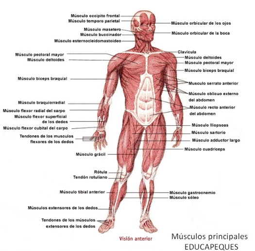 Todo lo que debes saber sobre el sistema muscular