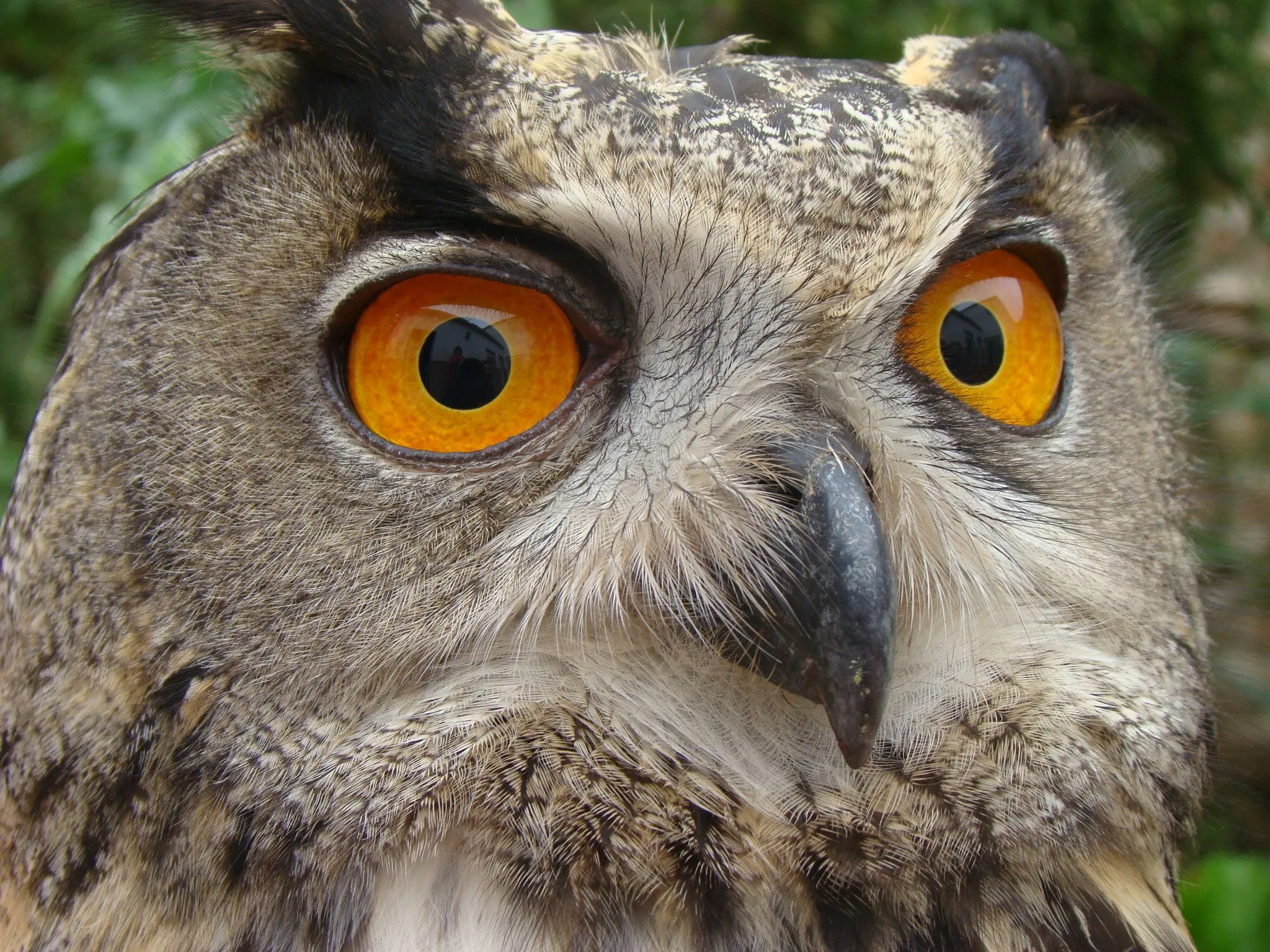 Animales de la sierra - Imagui