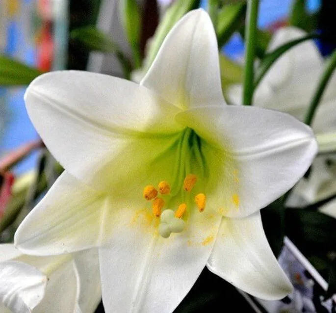 La decoración del carro de los novios. Significado de las flores