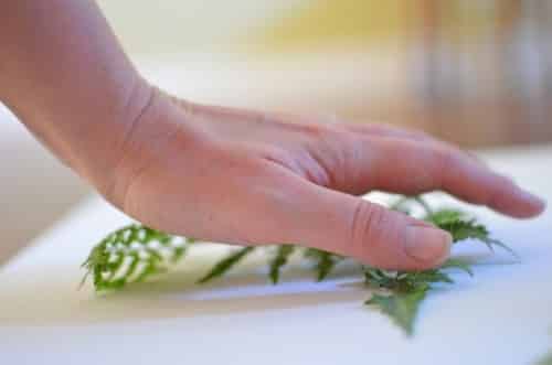 Decorar las paredes con cuadros hechos con hojas de plantas. | Mil ...