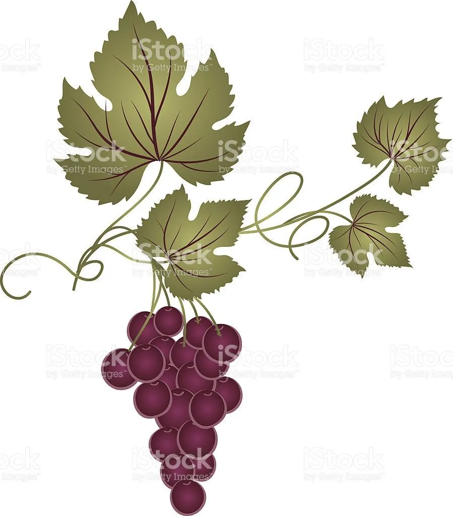 Decorative Grape Vine | Cómo dibujar cosas, Dibujos, Hojas de uva