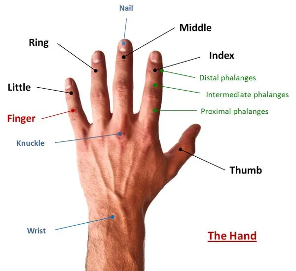 Los dedos de la mano en inglés - FYNE Formación