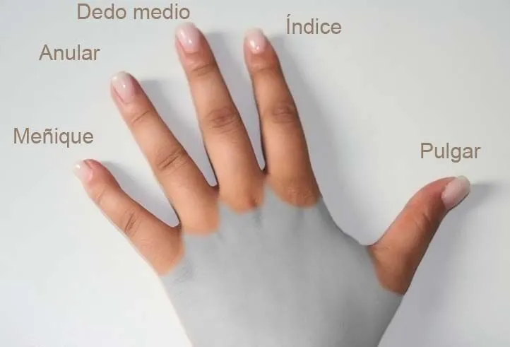 Dedos_de_la_mano.jpg