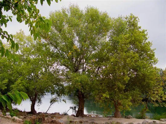 Definición de Árbol » Concepto en Definición ABC