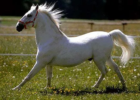 Definición de Caballo » Concepto en Definición ABC