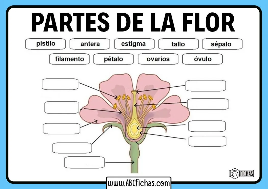 Definición Estructura y partes de una Flor