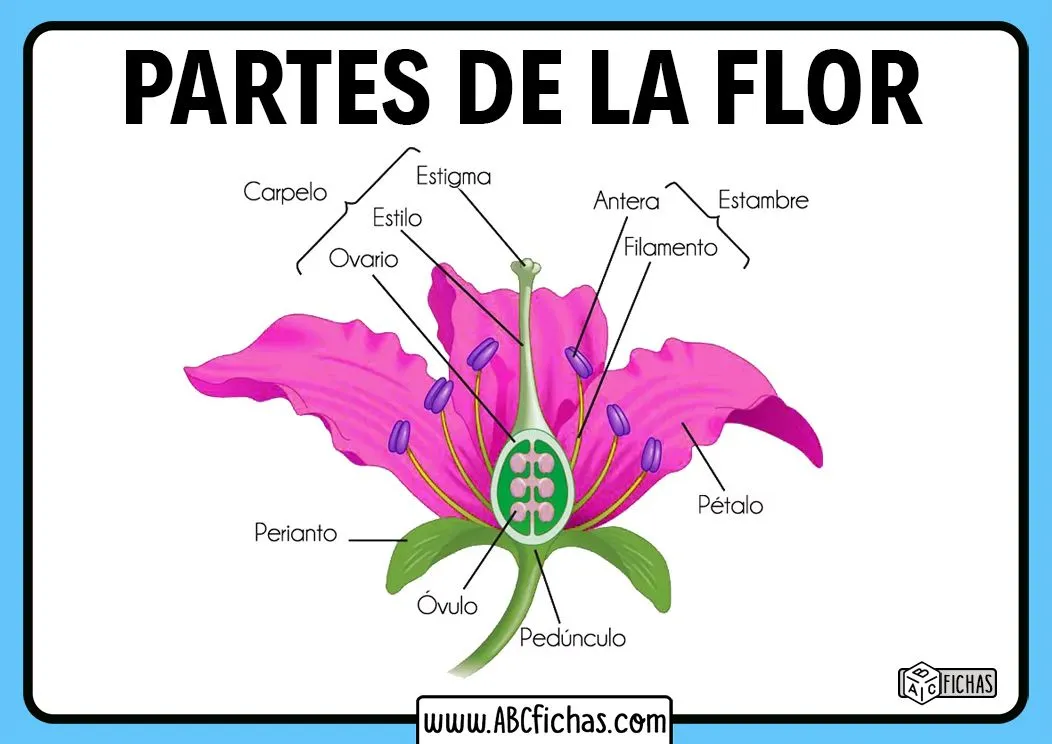 Definición Estructura y partes de una Flor